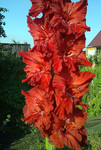 http://forum.ucoz.ru/forum/19-63528-1#imgs