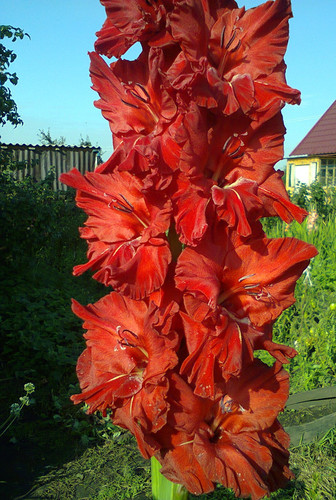 http://forum.ucoz.ru/forum/19-63528-1#imgs