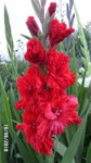 http://forum.ucoz.ru/forum/19-63528-1#imgs.Игорс Рэд.