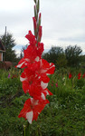 http://forum.ucoz.ru/forum/19-63528-1#imgs