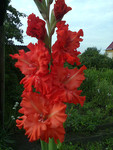 http://forum.ucoz.ru/forum/19-63528-1#imgs