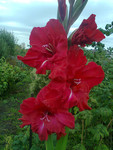 http://forum.ucoz.ru/forum/19-63528-1#imgs