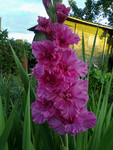 http://forum.ucoz.ru/forum/19-63528-1#imgs