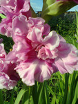 http://forum.ucoz.ru/forum/19-63528-1#imgs