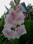 http://forum.ucoz.ru/forum/19-63528-1#imgs