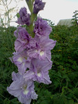 http://forum.ucoz.ru/forum/19-63528-1#imgs