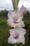http://forum.ucoz.ru/forum/19-63528-1#imgs