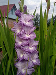 http://forum.ucoz.ru/forum/19-63528-1#imgs