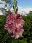 http://forum.ucoz.ru/forum/19-63528-1#imgs