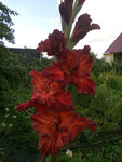 http://forum.ucoz.ru/forum/19-63528-1#imgs