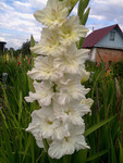 http://forum.ucoz.ru/forum/19-63528-1#imgs