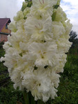 http://forum.ucoz.ru/forum/19-63528-1#imgs