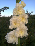 http://forum.ucoz.ru/forum/19-63528-1#imgs
