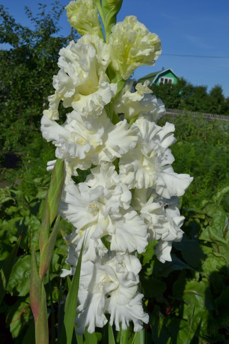 http://forum.ucoz.ru/forum/19-63528-1#imgs
