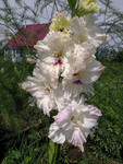 http://forum.ucoz.ru/forum/19-63528-1#imgs