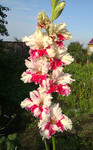 http://forum.ucoz.ru/forum/19-63528-1#imgs
