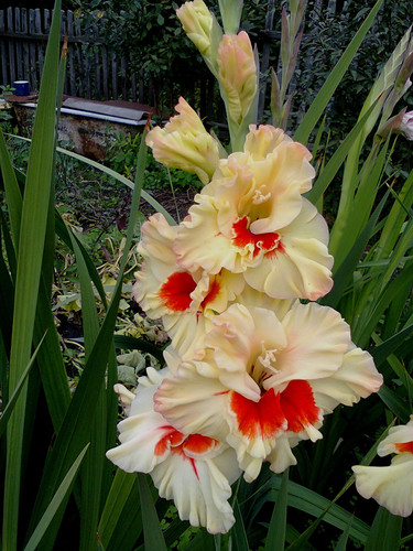 http://forum.ucoz.ru/forum/19-63528-1#imgs.Мисс Август.