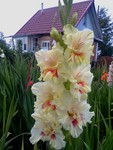 http://forum.ucoz.ru/forum/19-63528-1#imgs