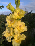 http://forum.ucoz.ru/forum/19-63528-1#imgs