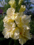http://forum.ucoz.ru/forum/19-63528-1#imgs
