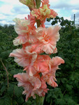 http://forum.ucoz.ru/forum/19-63528-1#imgs
