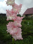 http://forum.ucoz.ru/forum/19-63528-1#imgs